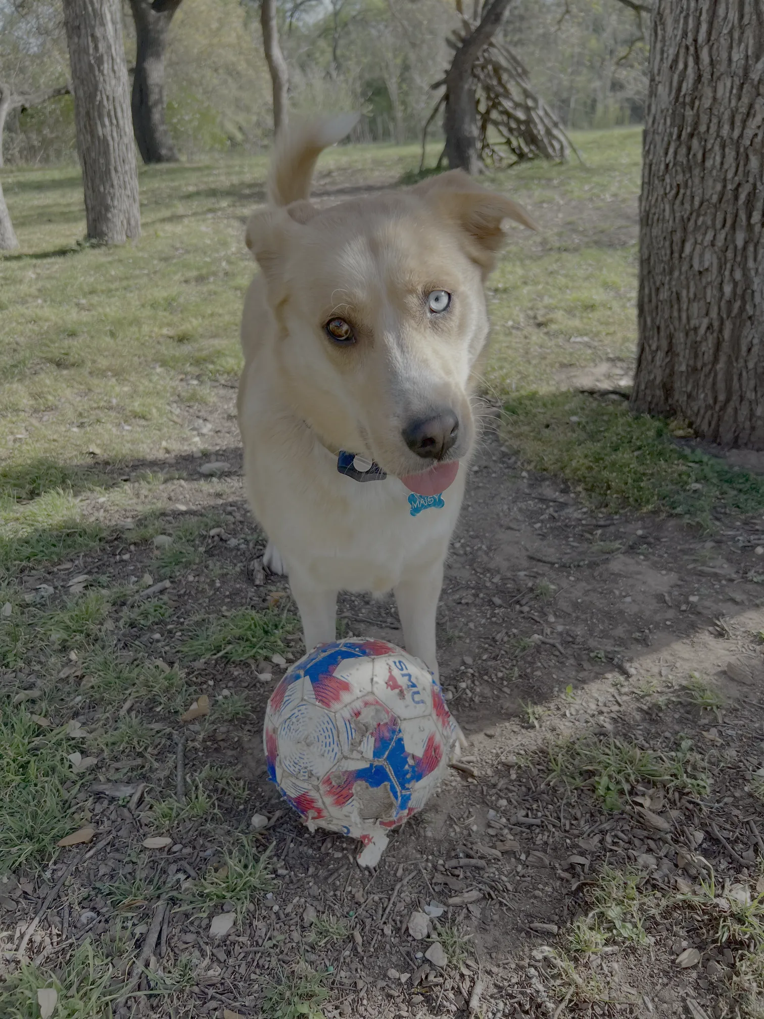 Blue eyed dog with soccer ball closeup