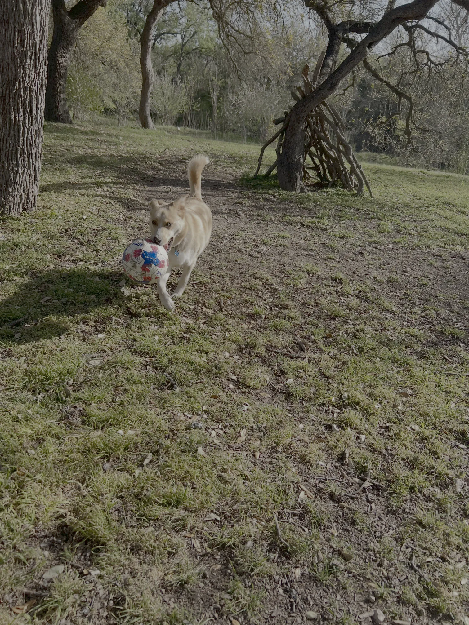 Blue eyed dog with soccer ball running