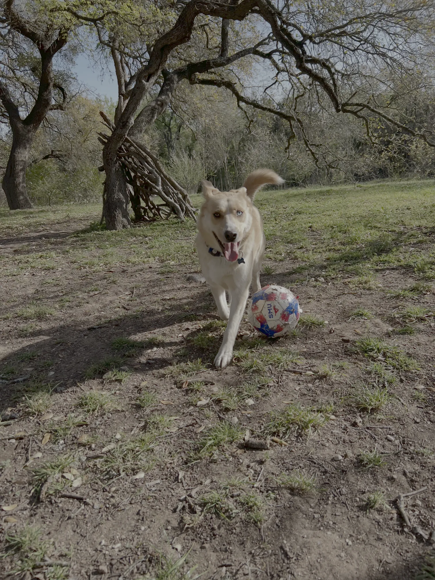 Blue eyed dog with soccer ball walking