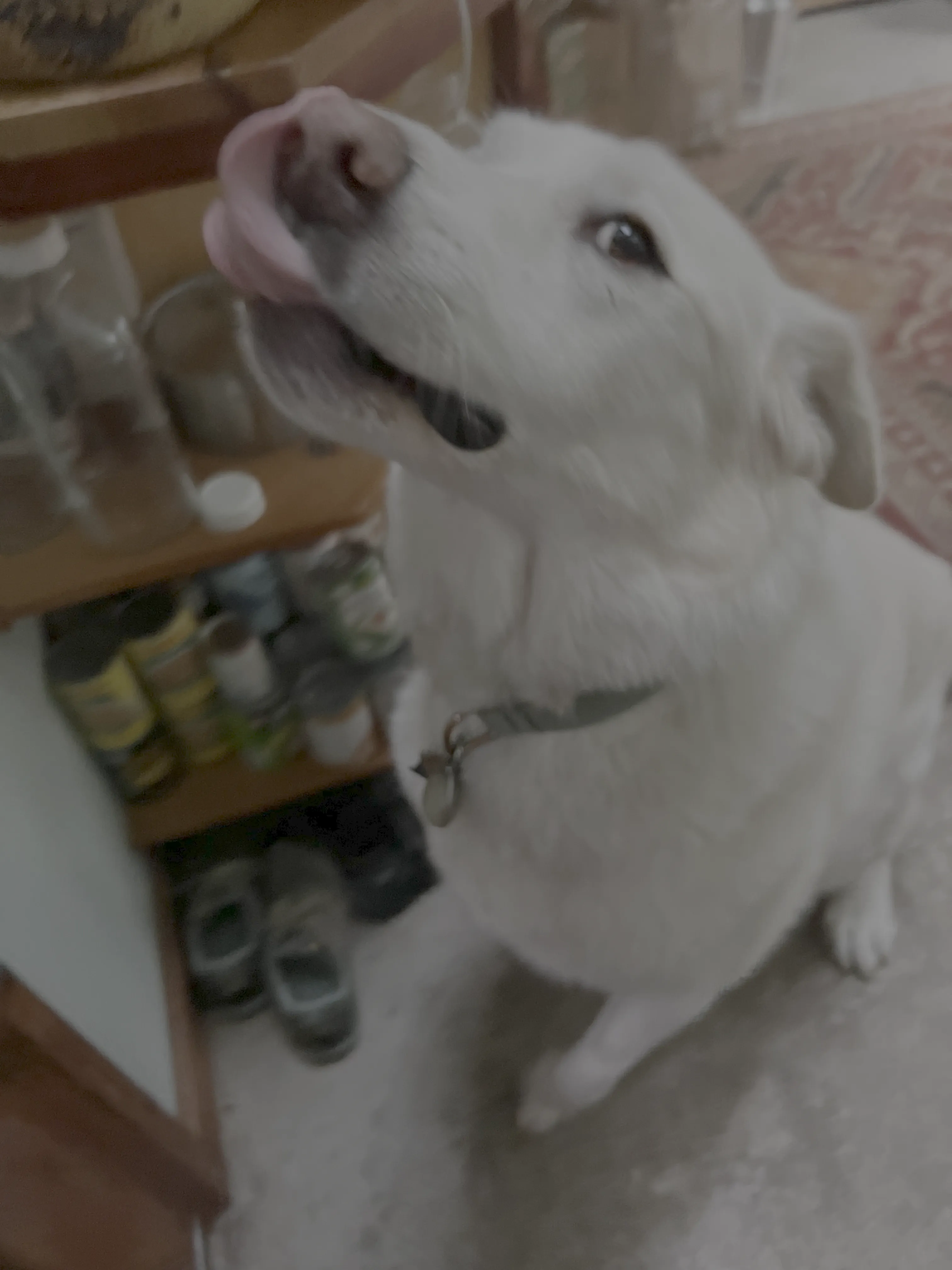White dog (A) - May 19