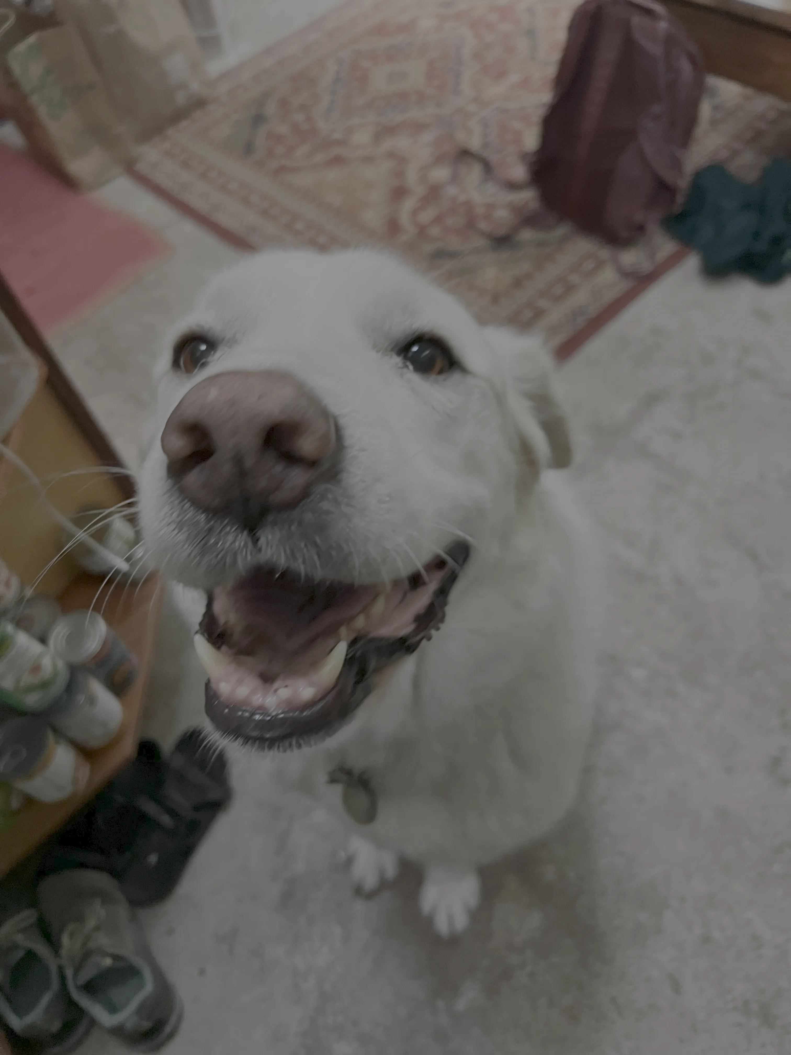 White dog (B) - May 19