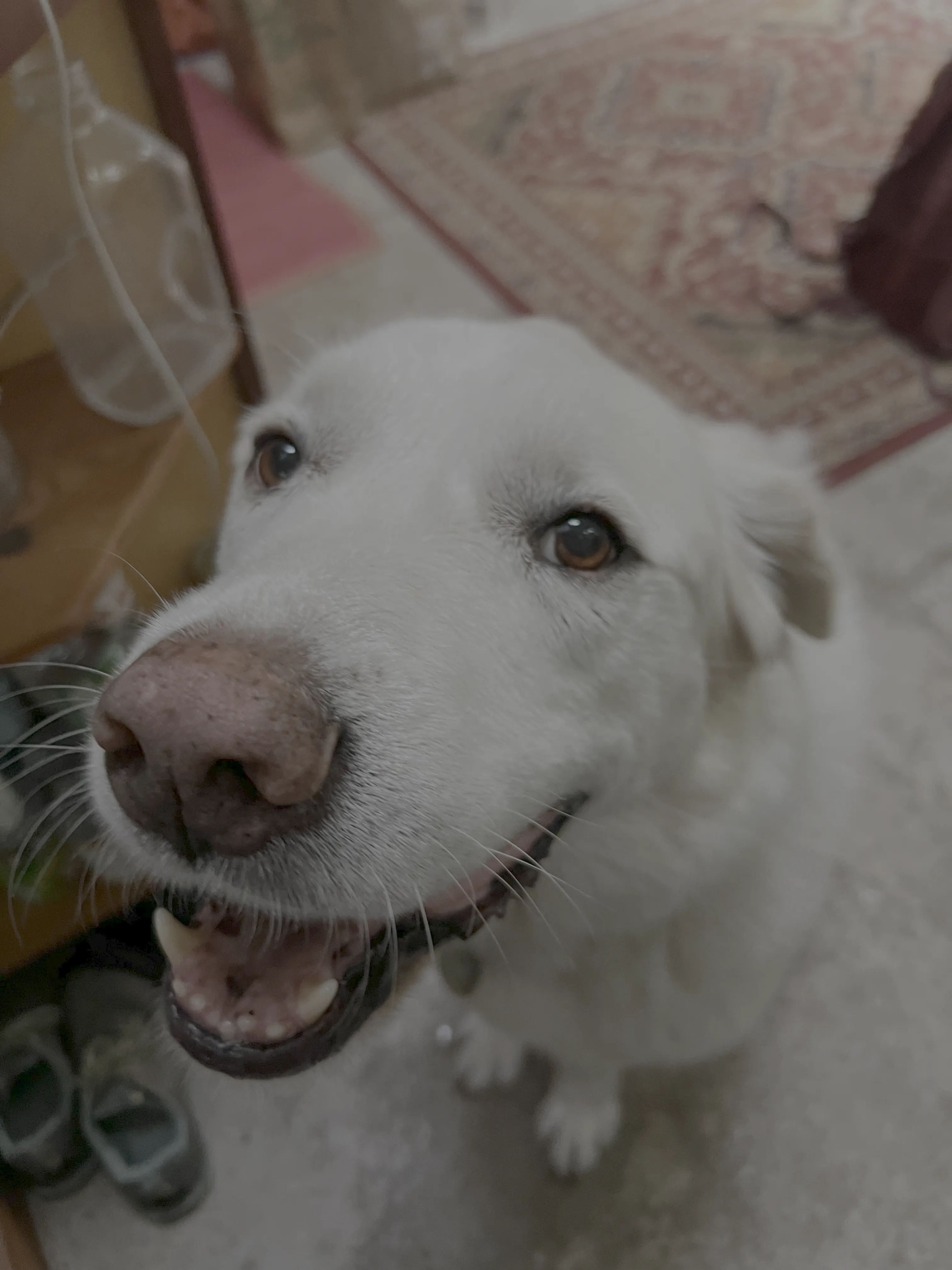 White dog (C) - May 19