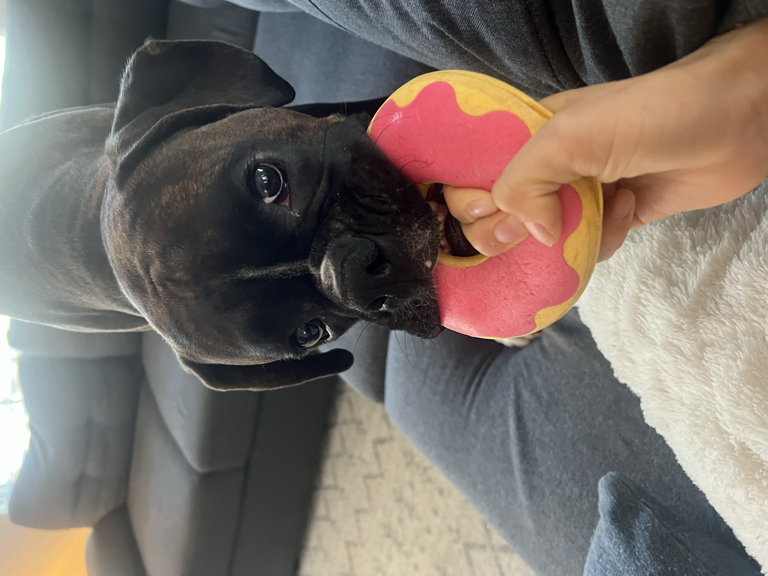 Black dog with donut toy