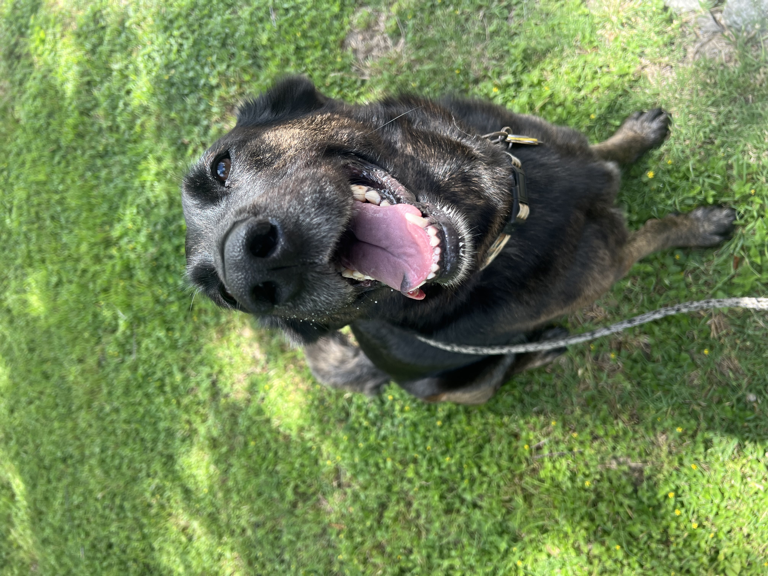 Black dog on green grass
