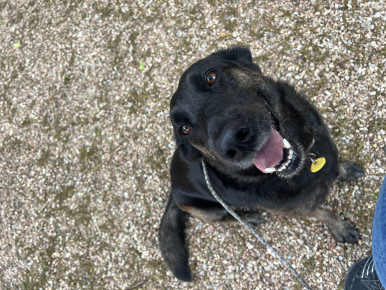 Black dog looking up