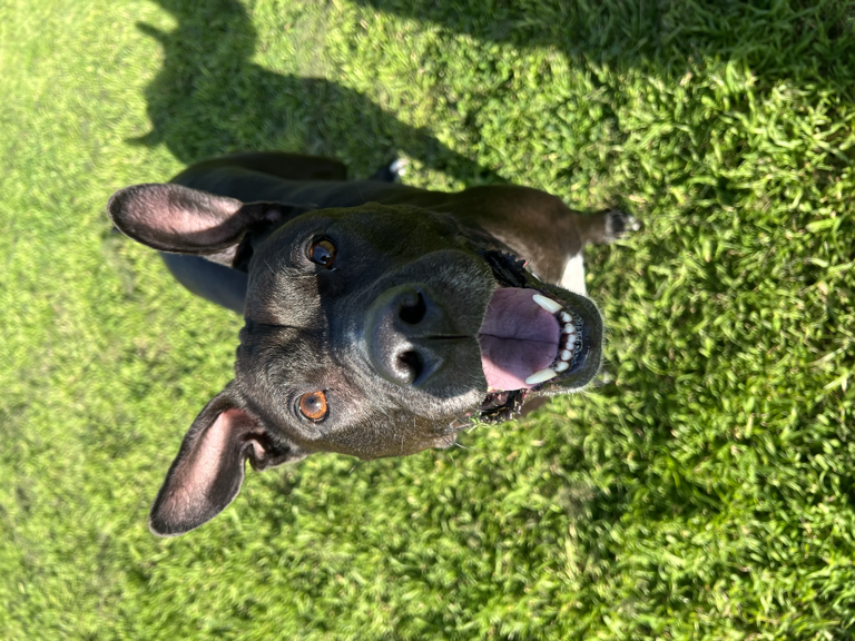 Black dog on grass