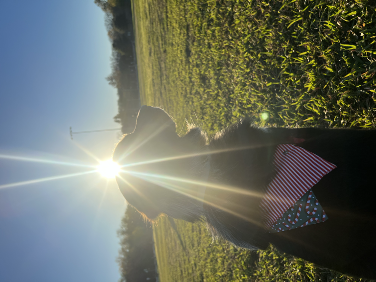 Black dog in sunbeams