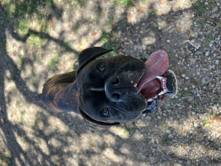 Black dog tongue out
