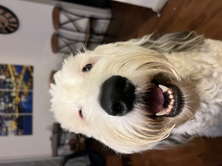 White dog close-up face